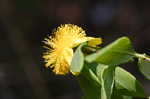 Shrubby St. Johnswort